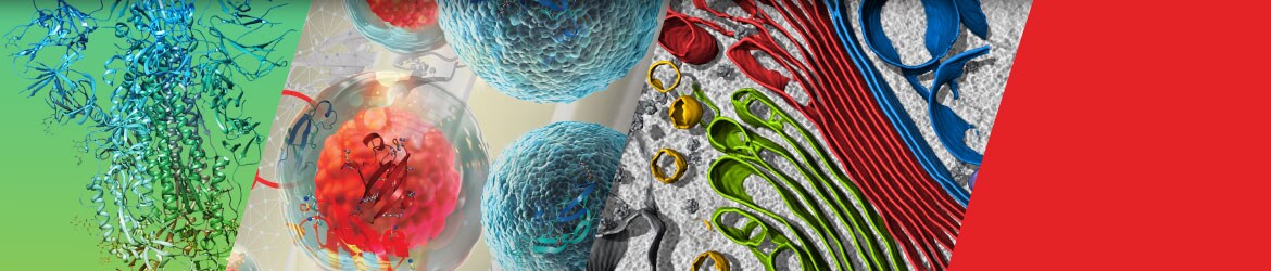 ASCB Cell Bio Virtual 2021 ASCB Cell Bio Virtual 2021