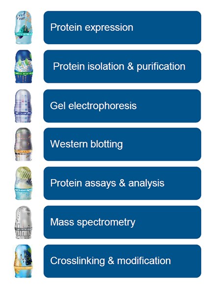 7 Steps of Protein 7 Steps of Protein