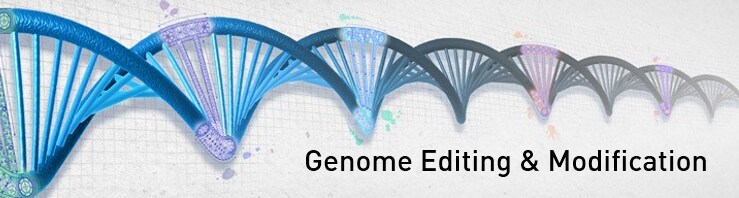 Tools for genome editing and gene modification Artistic rendition of gene editing tools embedded in a model of DNA double helix