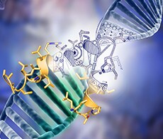 Customized Invitrogen TAL products Conceptual image of a custom designed TAL protein interacting at the molecular level with a double-stranded DNA
