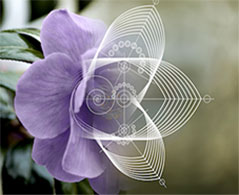Customized RNAi-based products Artistic rendition of blue print overlaid on petals of a flower (an early model organism for RNAi)