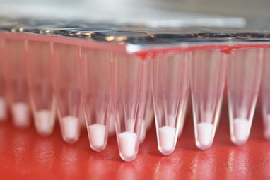 Lyophilized enzymes Lyophilized enzymes in tubes
