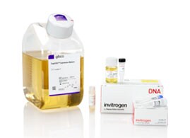 Gibco Stable Cell Line Development Decorative image of Gibco Stable Cell Line Development products