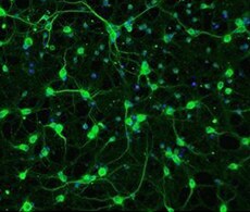 B-27添加剂 B-27添加剂
