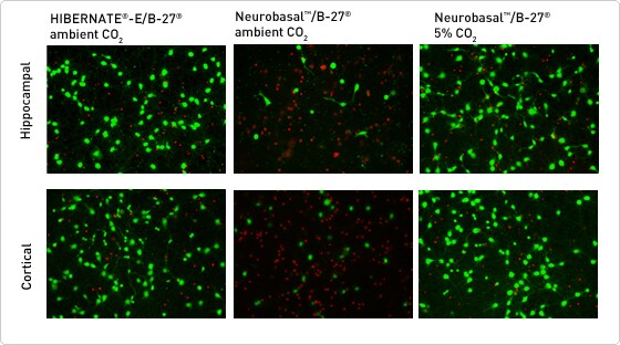 Survival of rat hippocampal and cortical neurons at ambient CO2 when cultured in Hibernate-E and B-27 Survival of rat hippocampal and cortical neurons at ambient CO2 when cultured in Hibernate-E and B-27