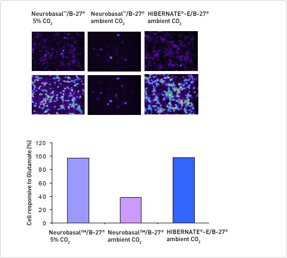 Assessment of physiological functionality when cells are maintained in Hibernate-E media Assessment of physiological functionality when cells are maintained in Hibernate-E media