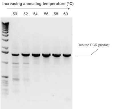 如何简化 PCR 优化步骤中的引物退火 | Thermo Fisher Scientific - CN