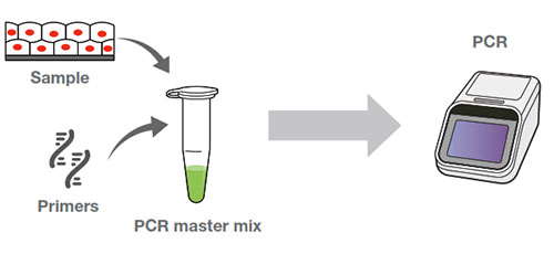 如何快速进行小鼠基因分型— 6 个 PCR 技巧 | Thermo Fisher Scientific - CN