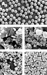 Dynabeads的SEM图像 Dynabeads的SEM图像