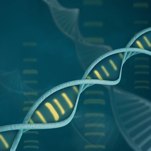GeneRuler DNA Ladders GeneRuler DNA Ladders