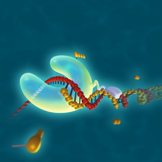 Phusion DNA Polymerases Phusion DNA Polymerases