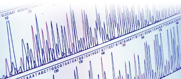 Output from Sanger sequencing An electropherogram of a Sanger sequencing result, displaying a series of colored peak representing nucleotides in a DNA sample