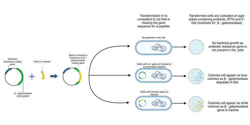 Cloning workflow Schematic shows inserting gene of interest into plasmid, transforming in competent E. Coli and blue-white screening method of bacterial colonies