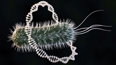 Five Clone Screening Methods for Every Scientist Plasmid