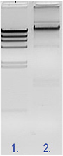 Figure 2 Figure 2