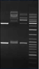 Figure 1 Figure 1