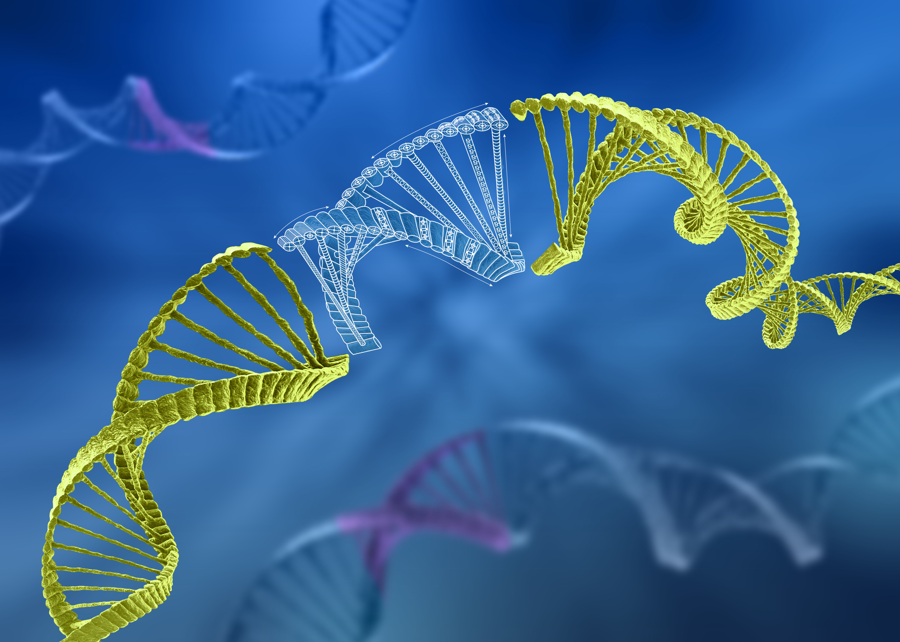 Engineered gene sequence of interest Artistic rendition of a double-stranded sequence of interest cloned into DNA.