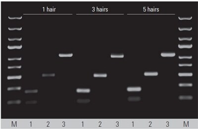 Targets of different lengths were amplified from different number of mouse hair using Phire Tissue Direct PCR Master Mix Targets of different lengths were amplified from different number of mouse hair using Phire Tissue Direct PCR Master Mix