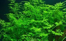 Plant image Image of a plant