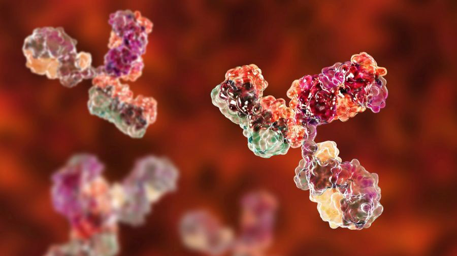 Bispecific and Multispecific Antibody Engineering decorative