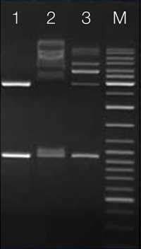 Figure_03_T4 DNA Ligase Figure_03_T4 DNA Ligase