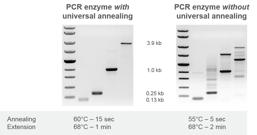 Gels of PCR amplicons from long extension times with or without universal annealing Gels of PCR amplicons from long extension times with or without universal annealing