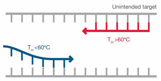 Annealing of PCR primers at 60°C under suboptimal conditions Annealing of PCR primers at 60°C under suboptimal conditions