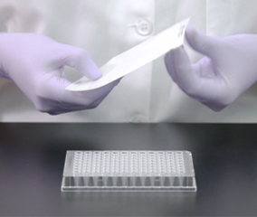 PCR Plate Sealing A person wearing latex gloves preparing to apply an adhesive seal to a PCR plate