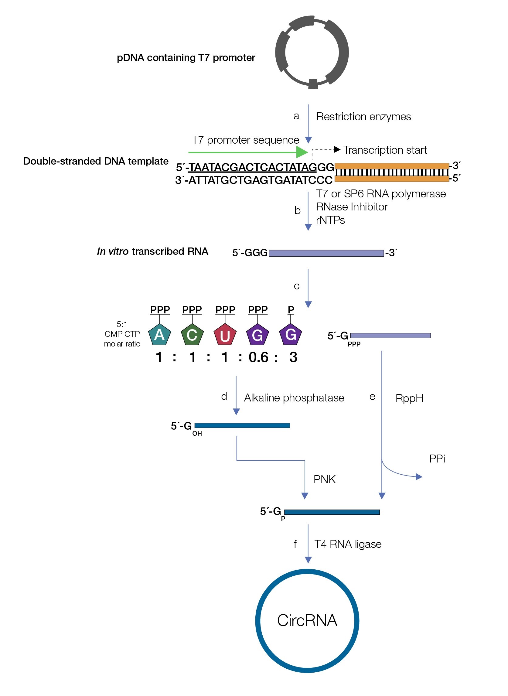Powerful Applications for RNA And DNA Modifying Enzymes Thermo Fisher