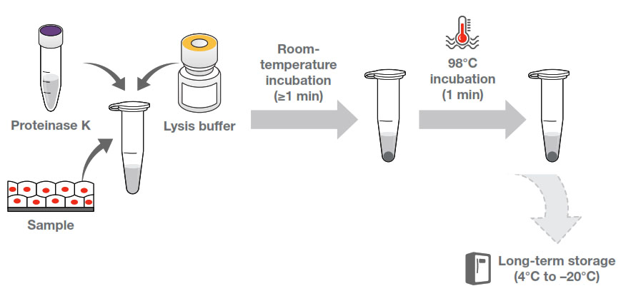 Lysis-and-storage protocol of Platinum Direct PCR Universal Master Mix Lysis-and-storage protocol of Platinum Direct PCR Universal Master Mix