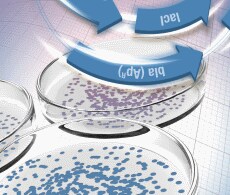 sho-cloning-kits sho-cloning-kits