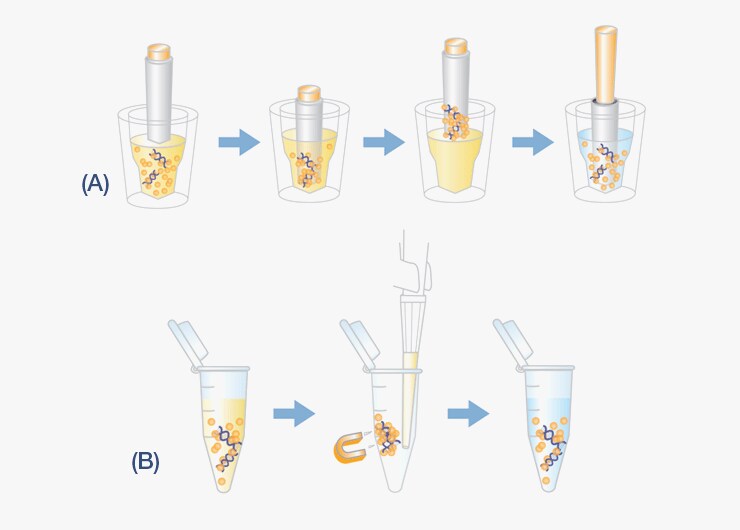 Diagram of high-throughput automated and manual sample processing using magnetic beads. Diagram of high-throughput automated and manual sample processing using magnetic beads.