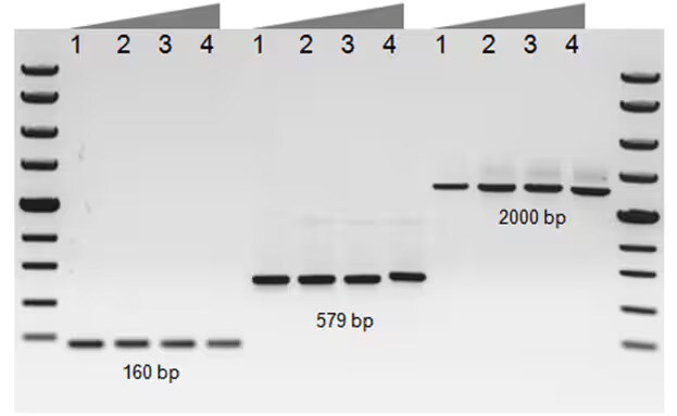 在尽量少优化实验条件下不同扩增片段的产量比较 在尽量少优化实验条件下不同扩增片段的产量比较