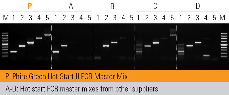 Phire 热启动 II PCR 预混液可获得更长的扩增产物 Phire 热启动 II PCR 预混液可获得更长的扩增产物