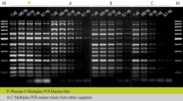 即使在 DNA 模板数量有限的情况下也能进行稳健的多重 PCR 凝胶图像显示从梯度稀释的人基因组 DNA 中扩增出 14 个靶标(70-1000 bp)。