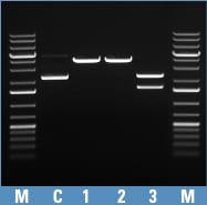 FastDigest 绿色缓冲液 5分钟内在FastDigest绿色缓冲液中完成单重、双重和三重酶切