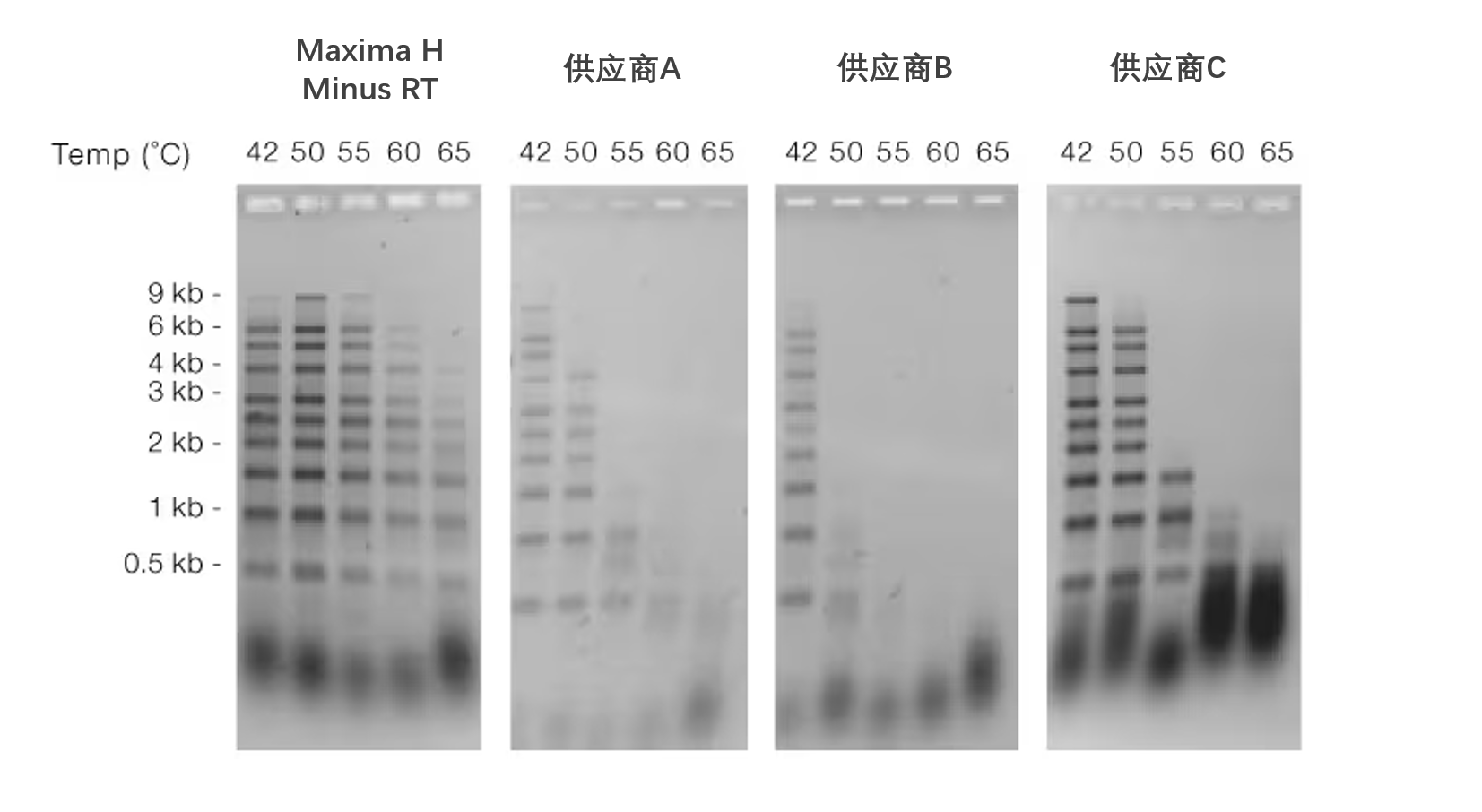 High yields of cDNA over a broad temperature range High yields of cDNA over a broad temperature range