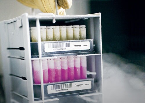 Cell therapy vials in cryorack being pulled from LN2 tank Cell therapy vials in cryorack being pulled from LN2 tank