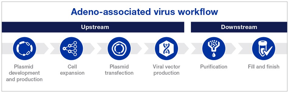 AAV manufacturing workflow Workflow graphic depicting the 6 steps of AAV production from plasmid development to fill and finish