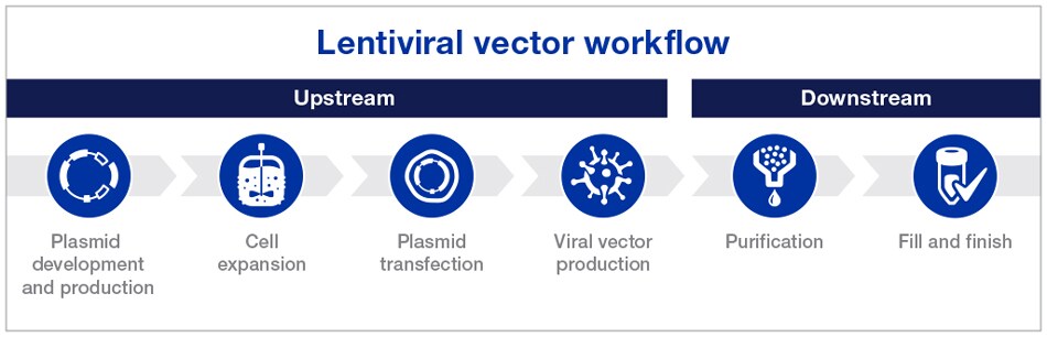 Lentivirus production workflow Lentivirus production workflow