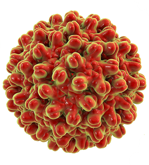 PG2816-PJT10752-COL025157-GTS-HepB-cellonly Hepatitis B virus cell