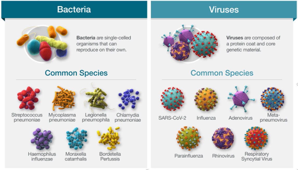bacteria-viruses-chart bacteria-viruses-chart