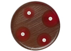 Antimicrobial susceptibility disks Antimicrobial susceptibility disks