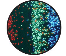 染色微粒 无染料干扰的配基结合