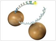 showcase.par.33774.image.0.0.1 Dynabeads 核酸 IVD