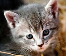 Allergy-diagnostics Allergy-diagnostics