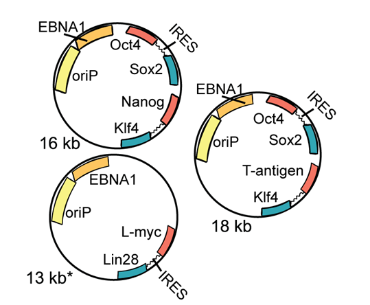 Episomal iPSC Reprogramming Vectors Episomal iPSC Reprogramming Vectors