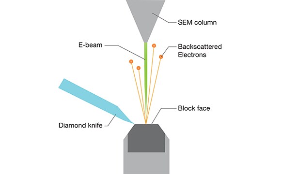Schematic showing the basic layout used during serial block face electron microscopy. Schematic showing the basic layout used during serial block face electron microscopy.
