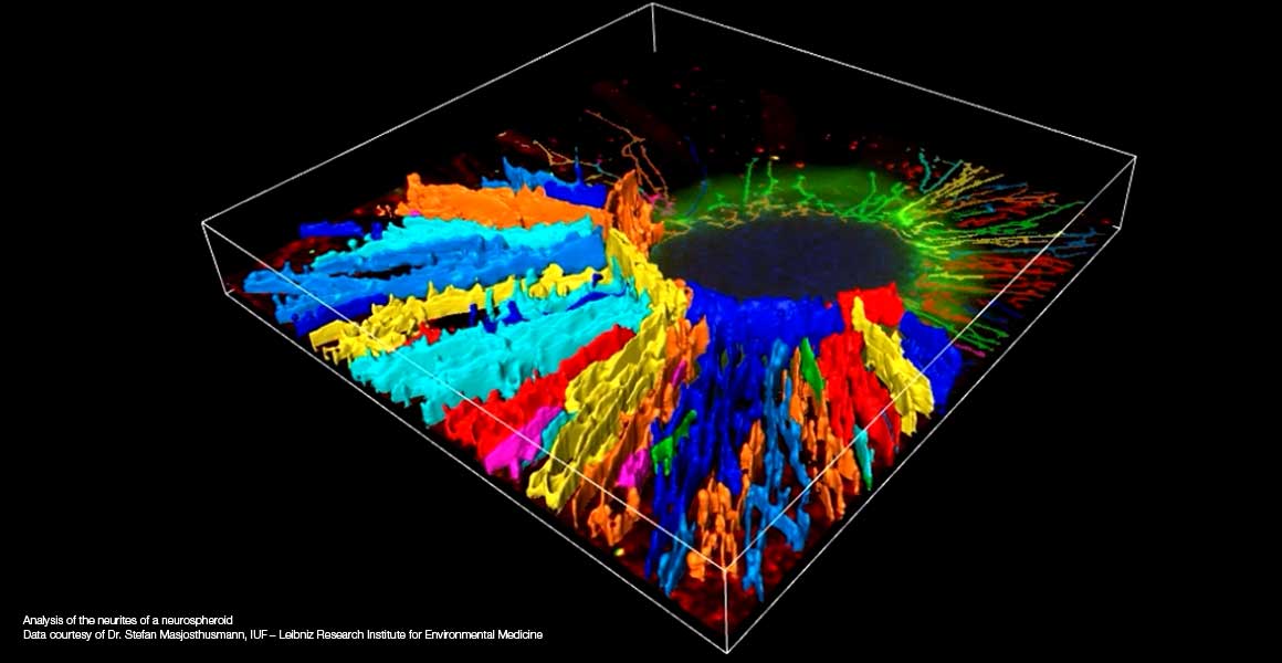 Analysis of the neurites of a neurospheroid Analysis of the neurites of a neurospheroid