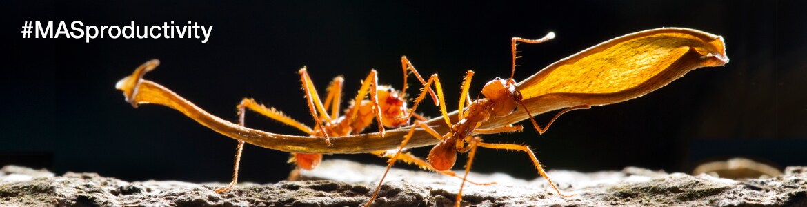 MAS™ SARS-CoV-2 Serology Controls MAS™ SARS-CoV-2 Serology Controls